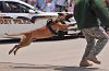 K-9 DSC_7852.jpg